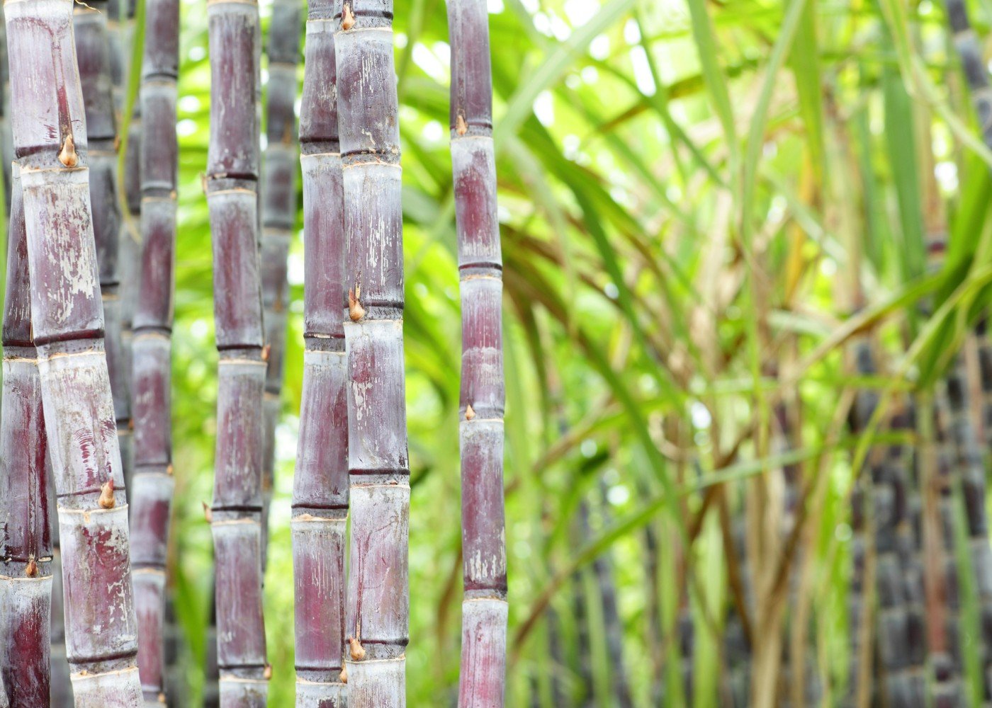 Celebes Molasses product 5